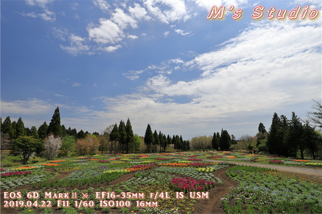 2019年　平成31年　くじゅう花公園　チューリップ　フェスティバル　おんせん県おおいた　大分県　竹田市　久住町　そよ風の丘