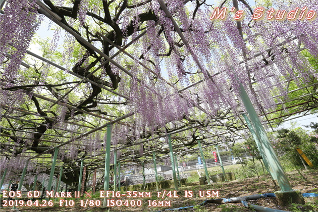 おんせん県おおいた　大分県　大分市　寒田　そうだ　ささむた　西寒多神社　ふじまつり　藤　祭り　EOS 6D MarkⅡ EF16-35mm f/4L IS USM　EOS 80D  EF70-200mmF2.8L IS Ⅲ USM