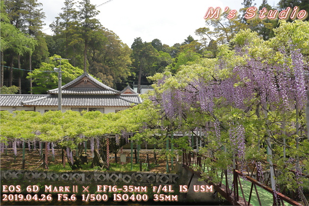 おんせん県おおいた　大分県　大分市　寒田　そうだ　ささむた　西寒多神社　ふじまつり　藤　祭り　EOS 6D MarkⅡ EF16-35mm f/4L IS USM　EOS 80D  EF70-200mmF2.8L IS Ⅲ USM