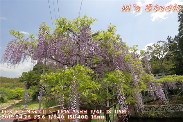 おんせん県おおいた　大分県　大分市　寒田　そうだ　ささむた　西寒多神社　ふじまつり　藤　祭り　EOS 6D MarkⅡ EF16-35mm f/4L IS USM　EOS 80D  EF70-200mmF2.8L IS Ⅲ USM