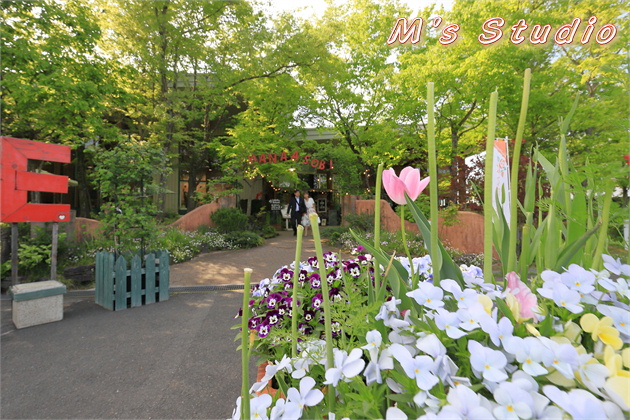 熊本県 阿蘇市 小里 はな阿蘇美 はなあそび Rose Festival 開催中 バラ まつり 見頃 4月下旬 6月中旬 春の阿蘇 写真 一眼レフ Canon EOS 6D MarkⅡ EF16-35mm f/4L IS USM