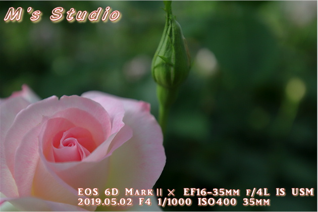 熊本県　阿蘇市　小里　はな阿蘇美　はなあそび　Rose Festival 開催中　バラ　まつり　見頃　４月下旬　６月中旬　春の阿蘇　写真　一眼レフ Canon EOS 6D MarkⅡ EF16-35mm f/4L IS USM