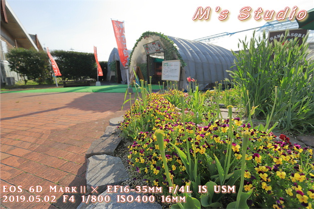 熊本県　阿蘇市　小里　はな阿蘇美　はなあそび　Rose Festival 開催中　バラ　まつり　見頃　４月下旬　６月中旬　春の阿蘇　写真　一眼レフ Canon EOS 6D MarkⅡ EF16-35mm f/4L IS USM
