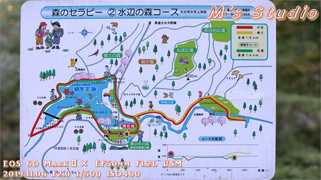 おんせん県おおいた　大分県　大分市　上判田　紅葉　スポット　撮影地　青少年の森　森林学習展示館　青少年の森展示館　おしどり渓谷　セラピーロード　森林セラピー