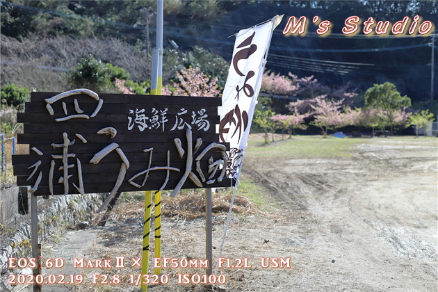 大分県　津久見市　四浦半島　河津桜　まつり　第８回豊後水道河津桜まつり　めじろ　メジロ　おんせん県おおいた　めじろん　四浦うみ畑　越智小学校　うまいもん市場　お花見会場