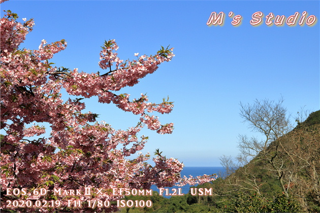 大分県　津久見市　四浦半島　河津桜　まつり　第８回豊後水道河津桜まつり　めじろ　メジロ　おんせん県おおいた　めじろん　四浦うみ畑　越智小学校　うまいもん市場　お花見会場