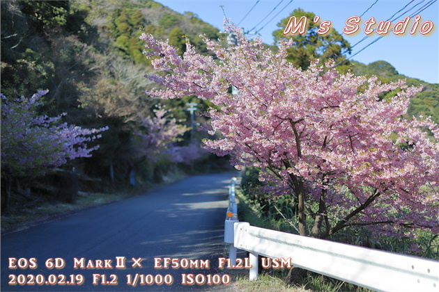 大分県　津久見市　四浦半島　河津桜　まつり　第８回豊後水道河津桜まつり　めじろ　メジロ　おんせん県おおいた　めじろん　四浦うみ畑　越智小学校　うまいもん市場　お花見会場