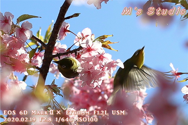 大分県　津久見市　四浦半島　河津桜　まつり　第８回豊後水道河津桜まつり　めじろ　メジロ　おんせん県おおいた　めじろん　四浦うみ畑　越智小学校　うまいもん市場　お花見会場