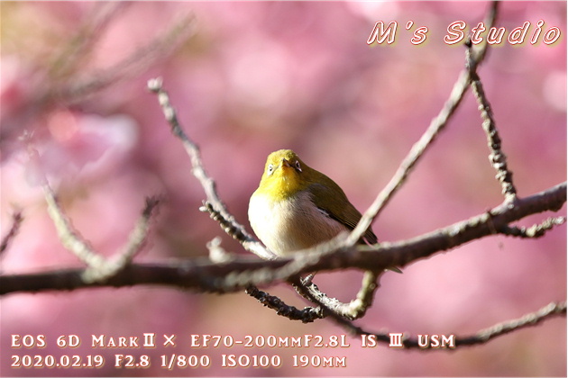 大分県　津久見市　四浦半島　河津桜　まつり　第８回豊後水道河津桜まつり　めじろ　メジロ　おんせん県おおいた　めじろん　四浦うみ畑　越智小学校　うまいもん市場　お花見会場