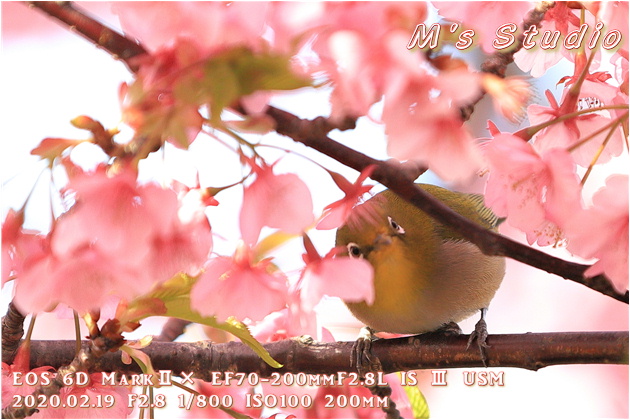 大分県　津久見市　四浦半島　河津桜　まつり　第８回豊後水道河津桜まつり　めじろ　メジロ　おんせん県おおいた　めじろん　四浦うみ畑　越智小学校　うまいもん市場　お花見会場