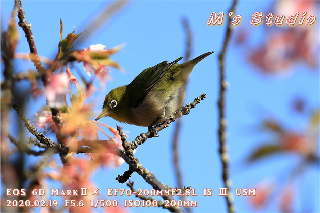 大分県　津久見市　四浦半島　河津桜　まつり　第８回豊後水道河津桜まつり　めじろ　メジロ　おんせん県おおいた　めじろん　四浦うみ畑　越智小学校　うまいもん市場　お花見会場