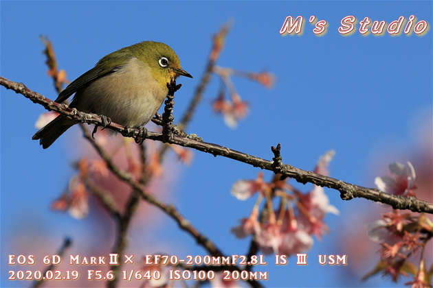 大分県　津久見市　四浦半島　河津桜　まつり　第８回豊後水道河津桜まつり　めじろ　メジロ　おんせん県おおいた　めじろん　四浦うみ畑　越智小学校　うまいもん市場　お花見会場