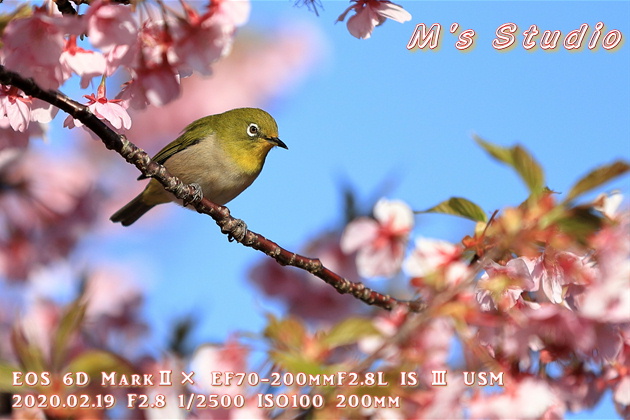 大分県　津久見市　四浦半島　河津桜　まつり　第８回豊後水道河津桜まつり　めじろ　メジロ　おんせん県おおいた　めじろん　四浦うみ畑　越智小学校　うまいもん市場　お花見会場