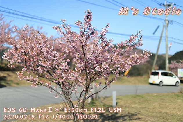 大分県　津久見市　四浦半島　河津桜　まつり　第８回豊後水道河津桜まつり　めじろ　メジロ　おんせん県おおいた　めじろん　四浦うみ畑　越智小学校　うまいもん市場　お花見会場