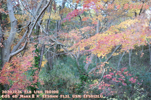 大分県　おんせん県おおいた　登山　宇曽山　障子岳　紅葉　セラピーロード