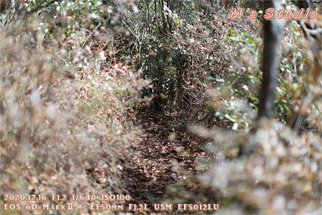 大分県　おんせん県おおいた　登山　宇曽山　障子岳　紅葉　セラピーロード